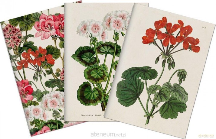 Stone 501 Zestaw 3 notatników A6 - pelargonia