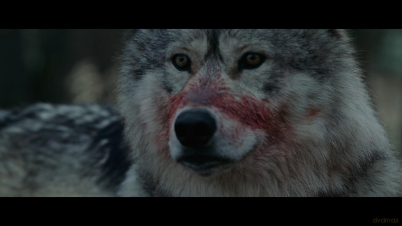 Out Come the Wolves [Blu-Ray]