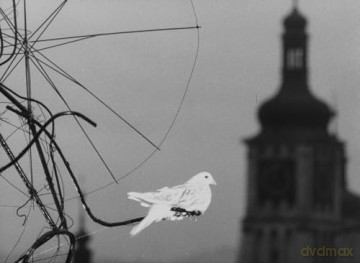 Gołąb [Blu-Ray]+[DVD]