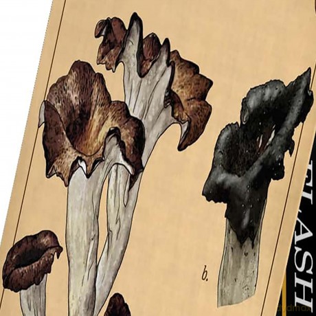 Renegade Originals: Mycologist's Primer Flash Cards *English Version*