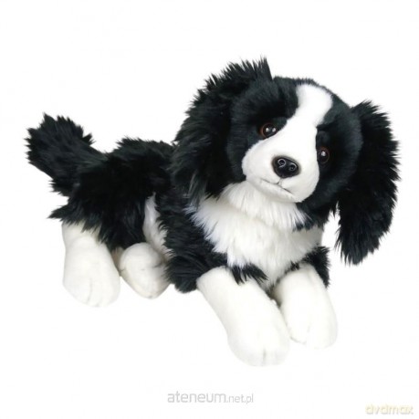Border collie leżący 30 cm