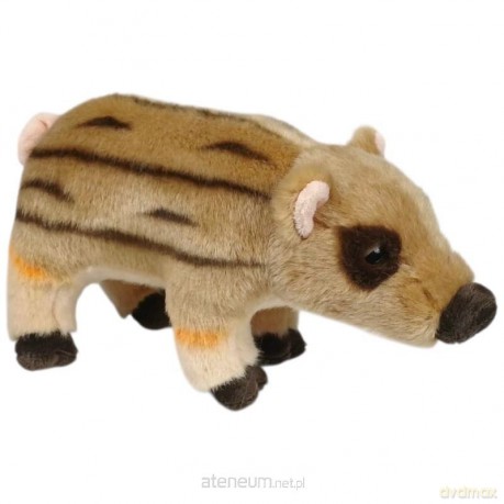 Dzik pasiak 19 cm