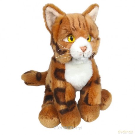 Kot bengalski