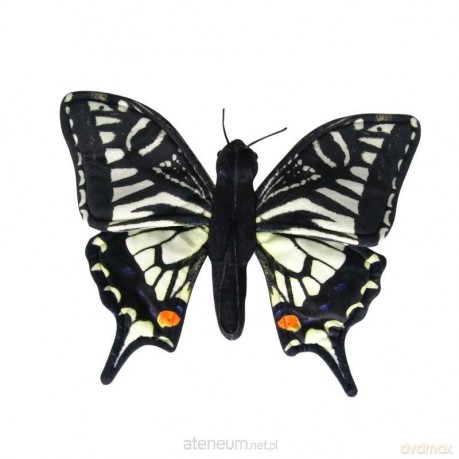 Motyl paź królowej