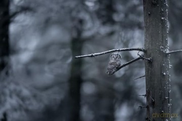 Das Flüstern der Wälder [DVD]