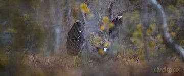 Das Flüstern der Wälder [Blu-Ray]
