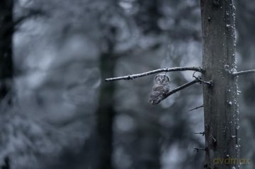 Das Flüstern der Wälder [Blu-Ray]