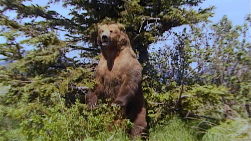 Grizzly Man [Blu-Ray]