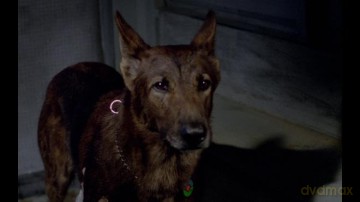 The Dog - Zähne des Teufels [DVD]