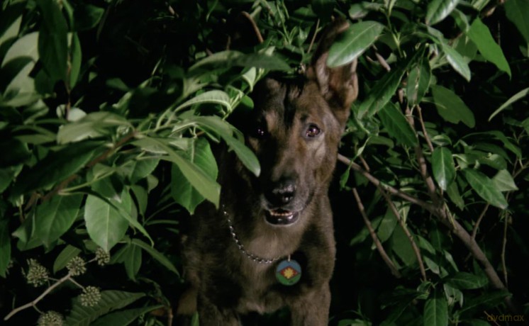 The Dog - Zähne des Teufels [DVD]
