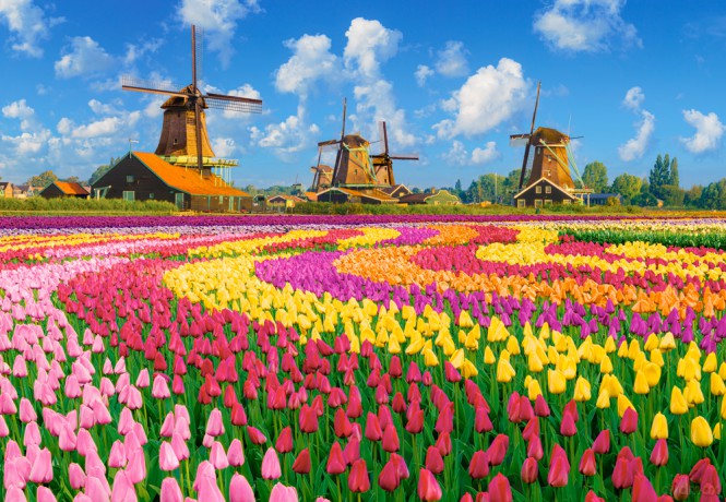 CASTORLAND 1000 el. Dutch Windmills Among Tulips [PUZZLE]