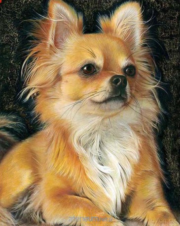 Mozaika diamentowa 5D - Chiuhuahua brąz 40x30 cm