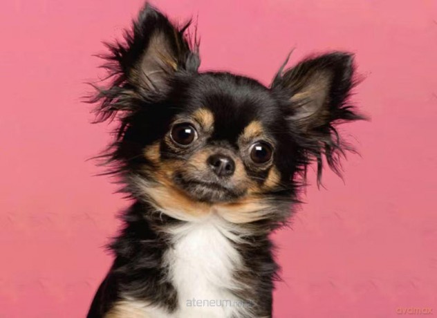 Mozaika diamentowa 5D - Chiuhuahua czarny 40x30 cm