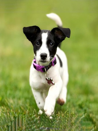 Mozaika diamentowa 5D - Jack Russell 40x30 cm