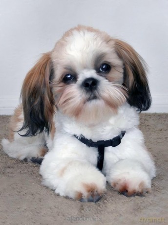 Mozaika diamentowa 5D - Shih Tzu 40x30 cm