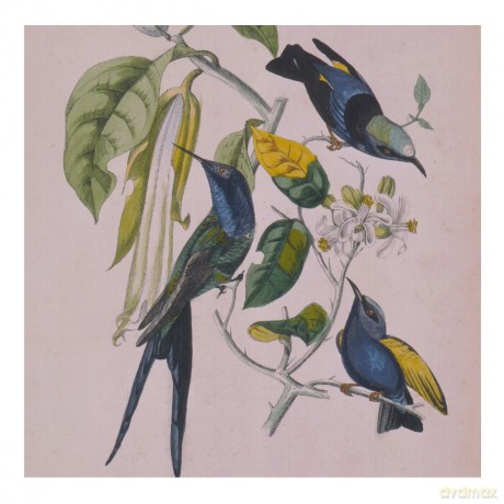 Susumu Yokota: Sakura (Skintone) (Limited) (Petrol Blue) [Winyl]