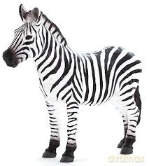 Zebra ANIMAL PLANET