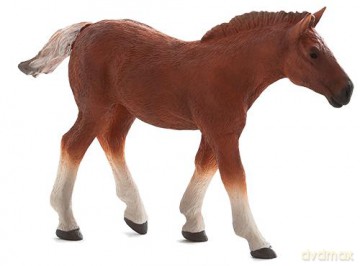 Źrebię rasy Suffolk Punch ANIMAL PLANET