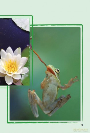 A Frog's Life (Time for Kids(r) Informational Text) - Dona Herweck Rice [KSIĄŻKA]
