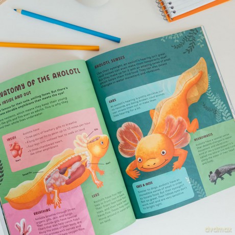 Amazing Axolotls: An Activity Book for Kids with Colouring, Mazes, Crosswords, and More - Little Bigfoot [KSIĄŻKA]