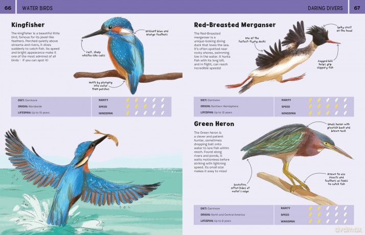 Birds: An Illustrated Guide to 100 Brilliant Birds - Marina (Ill) Halak [KSIĄŻKA]