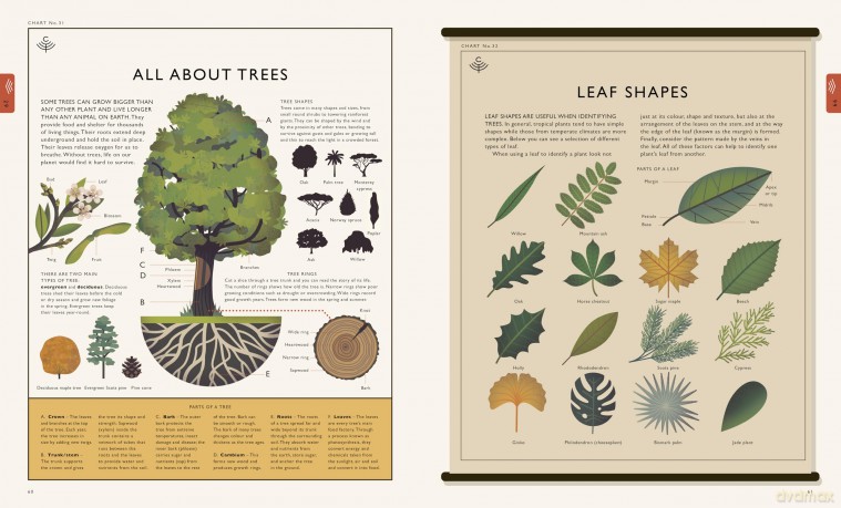 Curiositree: Natural World: A Visual Compendium of Wonders from Nature - Aj Et Al Wood [KSIĄŻKA]