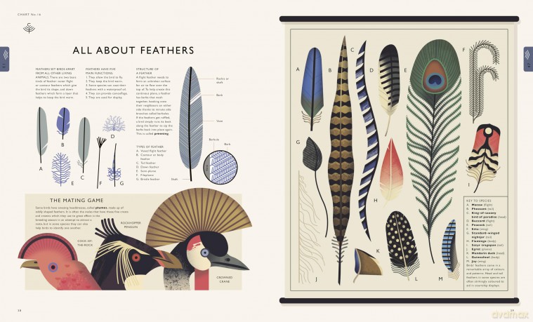 Curiositree: Natural World: A Visual Compendium of Wonders from Nature - Aj Et Al Wood [KSIĄŻKA]