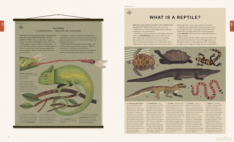 Curiositree: Natural World: A Visual Compendium of Wonders from Nature - Aj Et Al Wood [KSIĄŻKA]