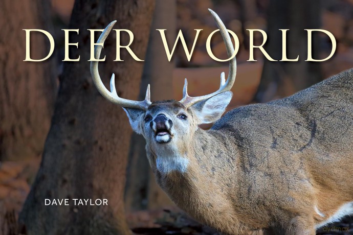 Deer World: Exploring Wild Deer and Their Woodland Habitats - A Beautiful Nature Photography Book Showcasing Forest Landscapes, Seasonal Behaviour and the Lives of Deer in the Wild - Dave Taylor [KSIĄŻKA]