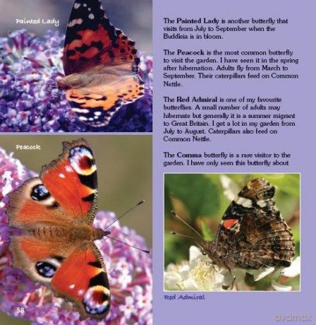 Garden Photo Shoot: A Photographer's Yearbook of Garden Wildlife - John Thurlbourn [KSIĄŻKA]