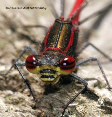 Garden Photo Shoot: A Photographer's Yearbook of Garden Wildlife - John Thurlbourn [KSIĄŻKA]