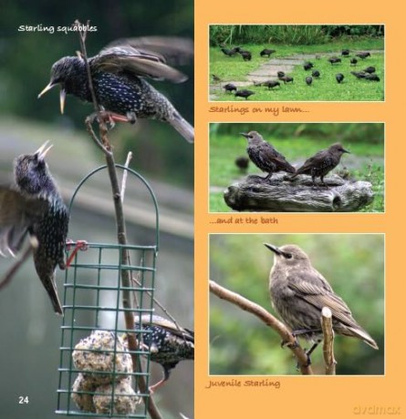 Garden Photo Shoot: A Photographer's Yearbook of Garden Wildlife - John Thurlbourn [KSIĄŻKA]
