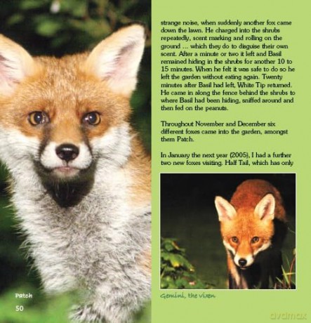 Garden Photo Shoot: A Photographer's Yearbook of Garden Wildlife - John Thurlbourn [KSIĄŻKA]