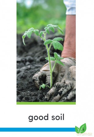 Good Work: Plant Life (Time for Kids(r) Informational Text) - Dona Herweck Rice [KSIĄŻKA]