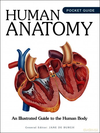 Human Anatomy: An Illustrated Guide to the Human Body (Mini Encyclopedias) - Jane De (Ed) Burgh [KSIĄŻKA]