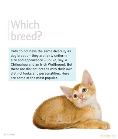 Kittens - Pet Friendly: Understanding and Caring for Your Pet - Clair Horton-Bussey [KSIĄŻKA]