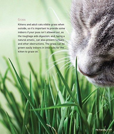 Kittens - Pet Friendly: Understanding and Caring for Your Pet - Clair Horton-Bussey [KSIĄŻKA]