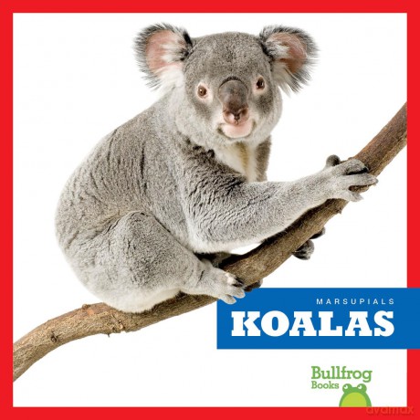 Koalas (Marsupials) - Natalie Deniston [KSIĄŻKA]