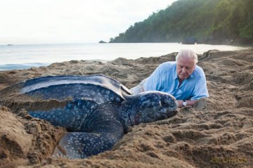 Life on Earth: Centenary Edition - David Attenborough [KSIĄŻKA]