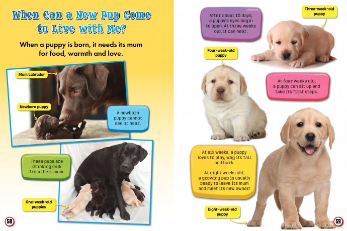 My First Big Book of Pets and Petcare - Belinda Gallagher [KSIĄŻKA]