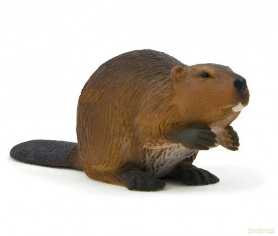 Bóbr ANIMAL PLANET