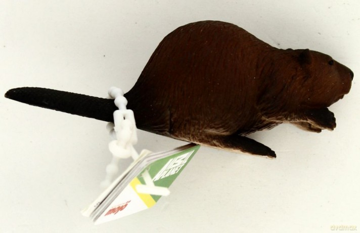 Bóbr ANIMAL PLANET