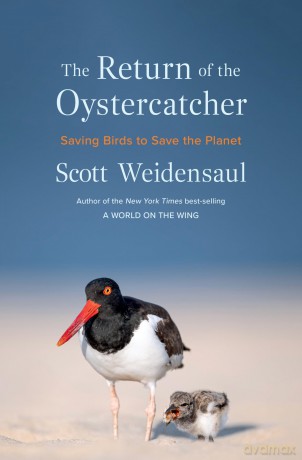 Return of the Oystercatcher: Saving Birds to Save the Planet [KSIĄŻKA]