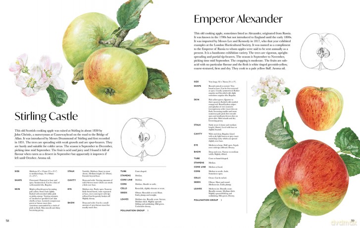 Rosie Sanders' Apples - Rosie Sanders [KSIĄŻKA]