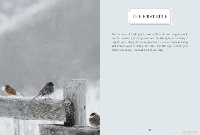 Small Wonders: A Field Guide to Life's Quiet Joys - Jennifer Shoop [KSIĄŻKA]