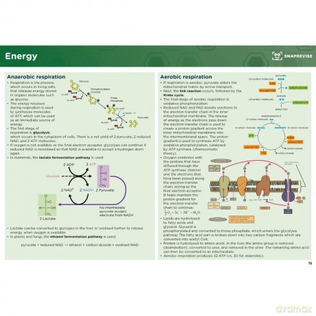 SnapRevise A-Level Biology Summary Notes - Snaprevise [KSIĄŻKA]