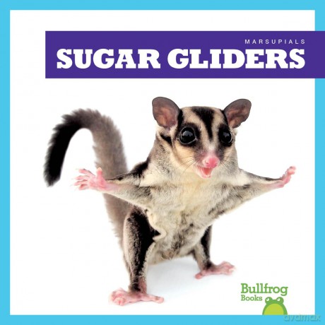 Sugar Gliders (Marsupials) - Natalie Deniston [KSIĄŻKA]