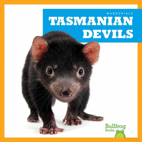 Tasmanian Devils (Marsupials) - Natalie Deniston [KSIĄŻKA]
