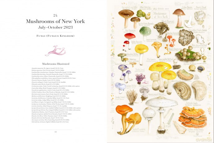 The Album of Plant Families: An Illustrated Exploration of Nature's Beauty and Bounty - Wendy Hollender [KSIĄŻKA]