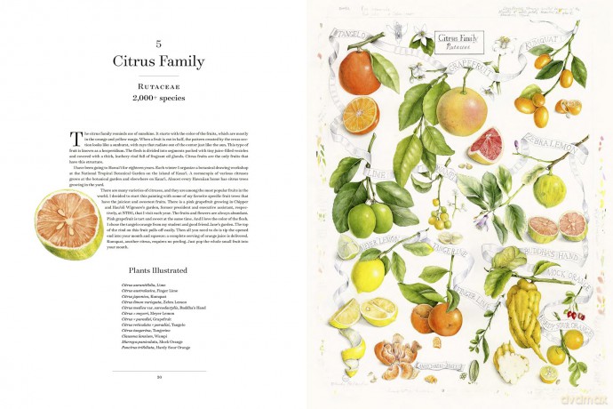 The Album of Plant Families: An Illustrated Exploration of Nature's Beauty and Bounty - Wendy Hollender [KSIĄŻKA]